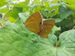 Heliophorus