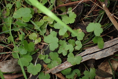 Hydrocotyle hirta