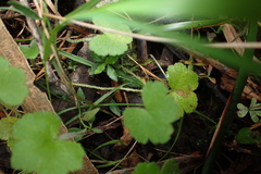 Hydrocotyle hirta