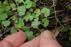 Hydrocotyle hirta