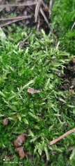 Brachythecium rutabulum