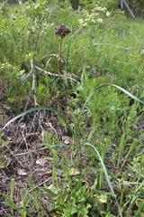 Allium strictum