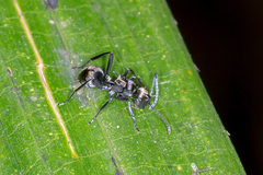 Polyrhachis cupreata