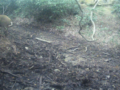 Sus scrofa leucomystax