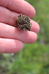Allium strictum