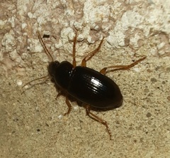 Notiobia terminata