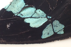 Papilio nireus lyaeus