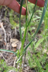 Allium strictum