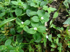 Spermacoce latifolia