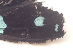 Papilio nireus lyaeus