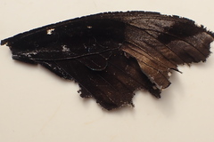 Papilio nireus lyaeus