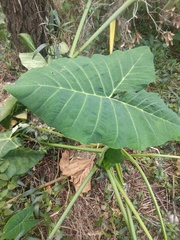 Aroideae