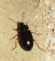 Notiobia terminata