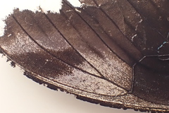 Papilio nireus lyaeus