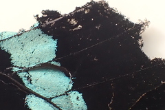 Papilio nireus lyaeus