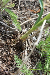 Allium strictum