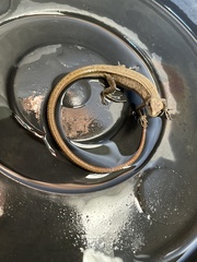 Takydromus tachydromoides
