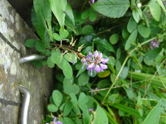 Grona heterocarpos