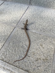 Takydromus tachydromoides
