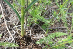 Allium strictum