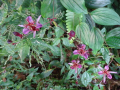 Tricyrtis formosana