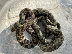 Rhabdophis tigrinus tigrinus