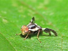 Rhagoletis pomonella