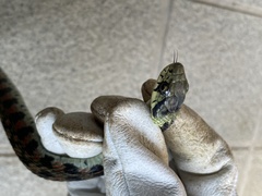 Rhabdophis tigrinus tigrinus