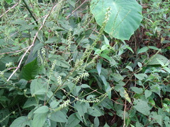 Achyranthes japonica