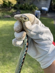 Rhabdophis tigrinus tigrinus