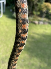 Rhabdophis tigrinus tigrinus
