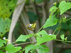 Phalerimeris phalerata