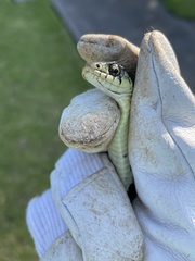 Rhabdophis tigrinus tigrinus