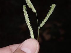 Paspalum fimbriatum