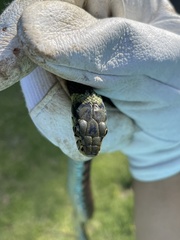 Rhabdophis tigrinus tigrinus