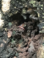 Pseudospirobolellus avernus