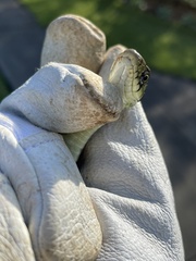 Rhabdophis tigrinus tigrinus