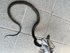 Rhabdophis tigrinus tigrinus