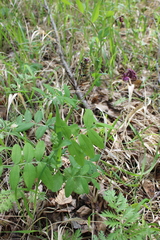Lathyrus pisiformis