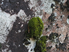 Grimmia ovalis