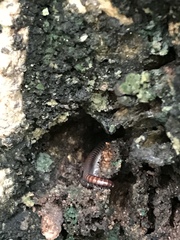Pseudospirobolellus avernus