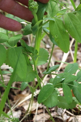 Lathyrus pisiformis