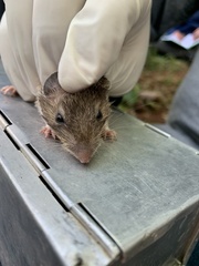Heteromys irroratus