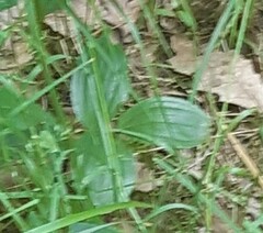 Polygonatum latifolium