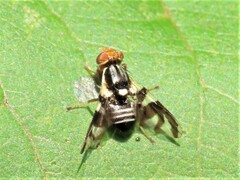 Rhagoletis pomonella