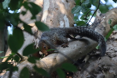 Heliosciurus undulatus