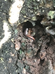 Pseudospirobolellus avernus