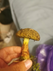 Xerocomellus chrysenteron