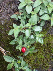 Lycianthes lysimachioides