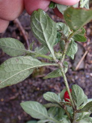 Lycianthes lysimachioides